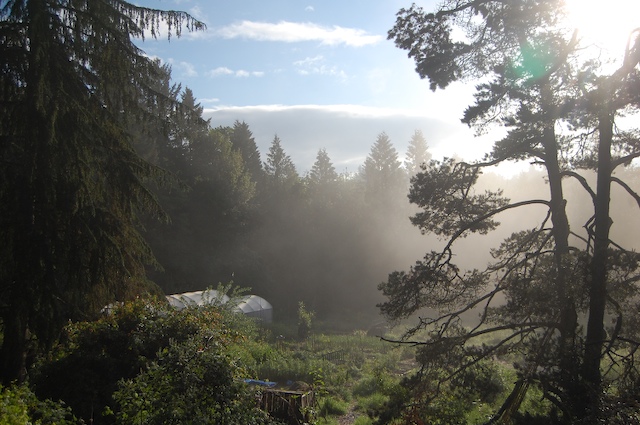 Farm in mist