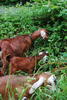 Farm Tour 10 - Goats Browsing.A