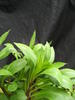 (27) Swordleaf Inula