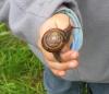 Snail: big