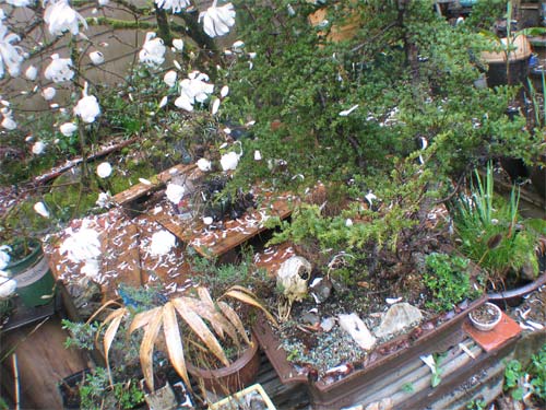 bonsai.petals