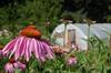 echinacea.greenhouse