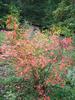 Fall blueberry bush near sauna