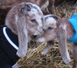 goatbabiesnuzzle.thumb