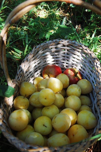 Harvested Plums